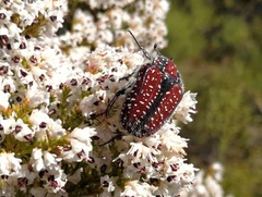 Trichostetha capensis capensis