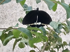 Papilio polytes