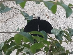 Papilio polytes