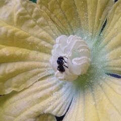 Tetragonula