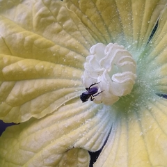 Tetragonula
