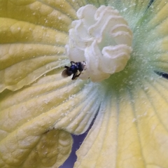 Tetragonula