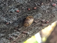 Gastropoda