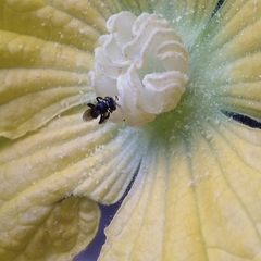 Tetragonula
