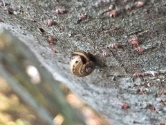 Gastropoda