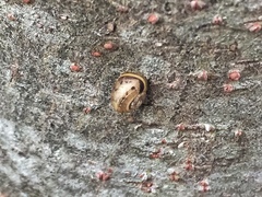 Gastropoda