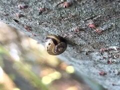 Gastropoda