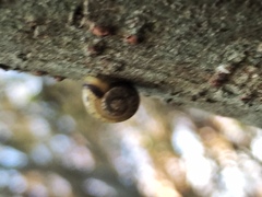 Gastropoda