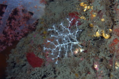Melithaea