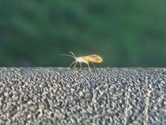 Aphididae