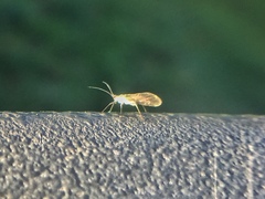 Aphididae