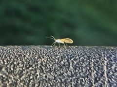 Aphididae