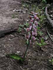 Lachenalia youngii