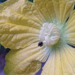 Tetragonula