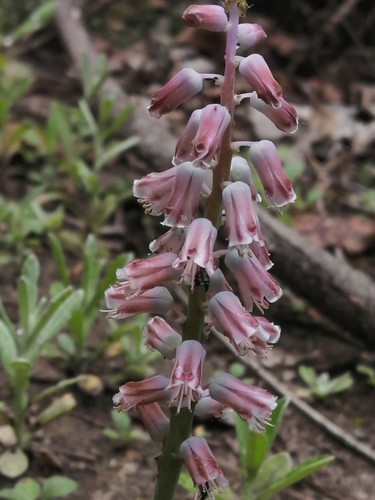 Image of Lachenalia youngii by (c) Corne Brink, some rights reserved (CC BY-SA)