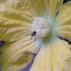 Tetragonula