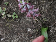 Lachenalia youngii