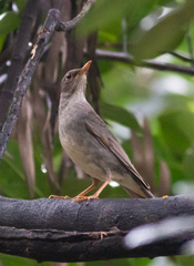 Turdus unicolor