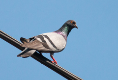 Columba livia