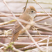 Thick-billed Warbler - Photo (c) Md. Zaber Ansary, some rights reserved (CC BY-NC), uploaded by Md. Zaber Ansary