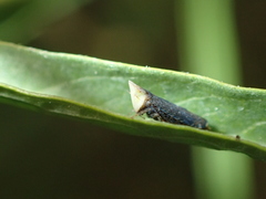 Scaphytopius loricatus