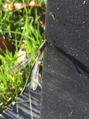 Chalcolestes viridis