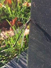 Chalcolestes viridis