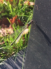 Chalcolestes viridis