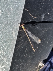 Chalcolestes viridis