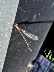 Chalcolestes viridis