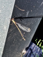 Chalcolestes viridis