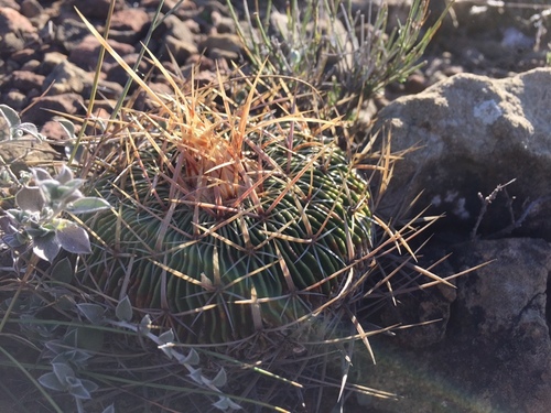 Stenocactus multicostatus