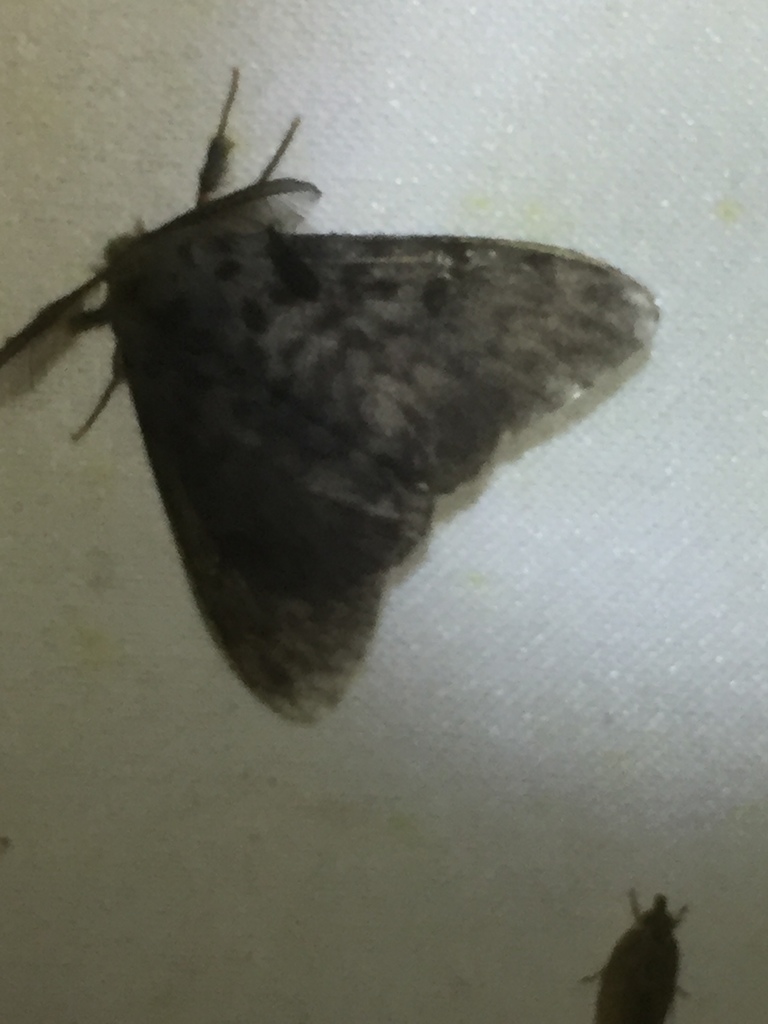 Lymantria lygaea