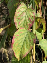 Clerodendrum trichotomum