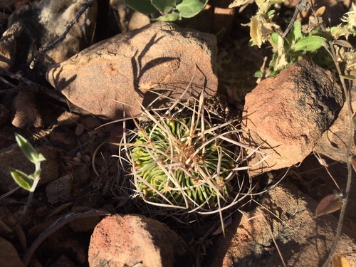 Stenocactus multicostatus