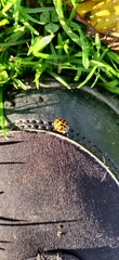 Harmonia axyridis