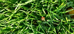 Harmonia axyridis