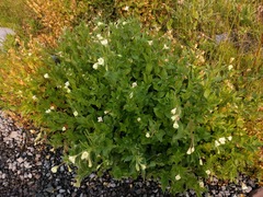 Epilobium luteum
