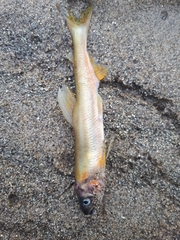 Plecoglossus altivelis