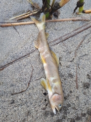 Plecoglossus altivelis
