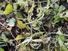 Lithospermum officinale