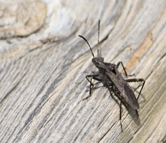 Alydus scutellatus