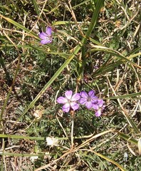 Geranium incanum