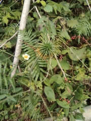 Geum japonicum