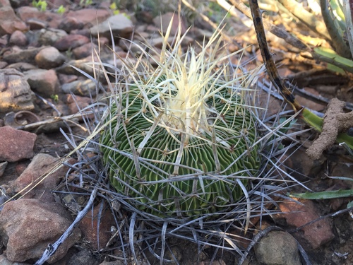 Stenocactus multicostatus