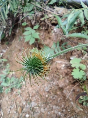 Geum japonicum
