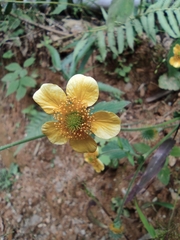 Geum japonicum