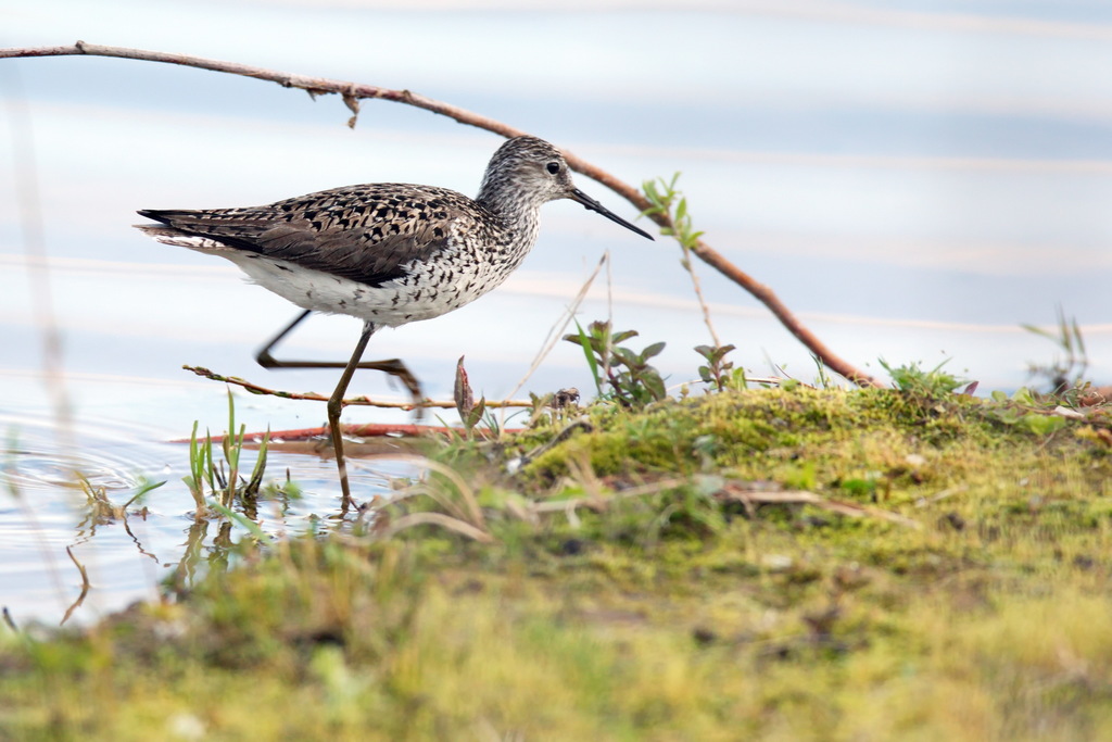 Marsh Sandpiper