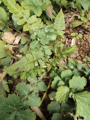 Geum japonicum