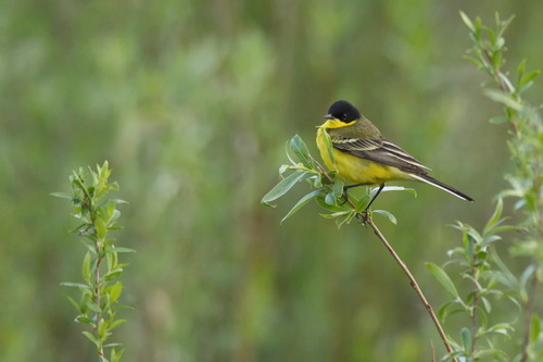 Lavandera boyera (Motacilla flava)